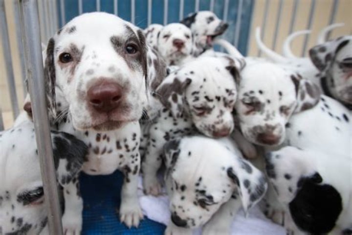 Can Dalmatians have 15 puppies?