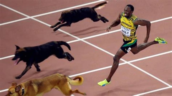 Can Usain Bolt outrun a dog? – Celebrity.fm – #1 Official Stars, Business & People Network, Wiki, Success story, Biography & Quotes