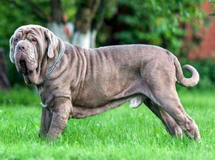 ¿Cuánto cuesta un cachorro de Mastín Napolitano?