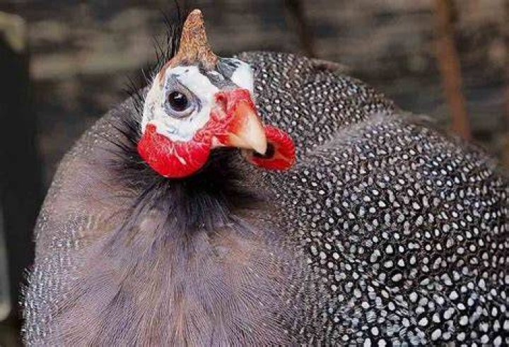 ¿Cómo se puede distinguir un macho de una gallina de Guinea hembra?