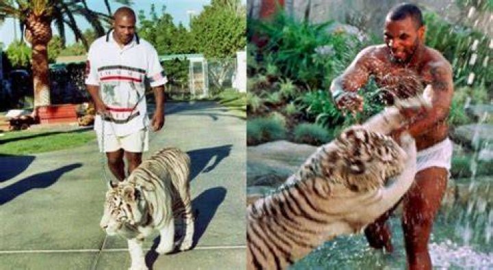 Did Tyson tiger rip someone’s arm off? – Celebrity.fm – #1 Official Stars, Business & People Network, Wiki, Success story, Biography & Quotes