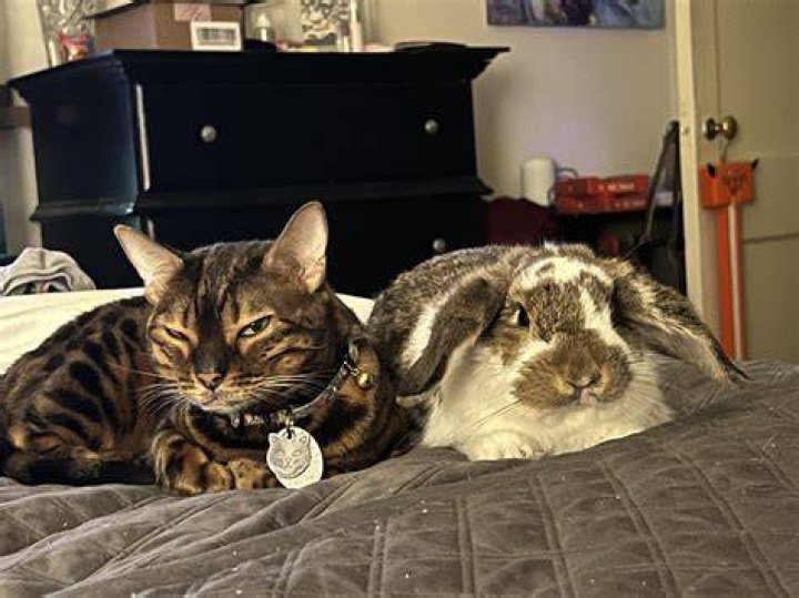 Do rabbits get along with frogs? – Celebrity.fm – #1 Official Stars, Business & People Network, Wiki, Success story, Biography & Quotes
