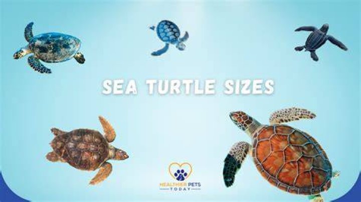 Do sea turtles get high? – Celebrity.fm – #1 Official Stars, Business & People Network, Wiki, Success story, Biography & Quotes