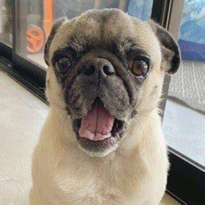 Guppy the Pug (Dog) - Age, Birthday, Bio, Facts, Family, Net Worth, Height & More