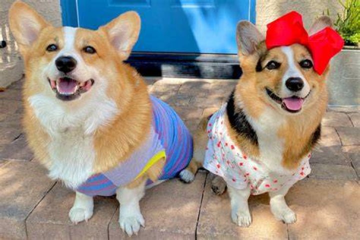 Hammy the Corgi