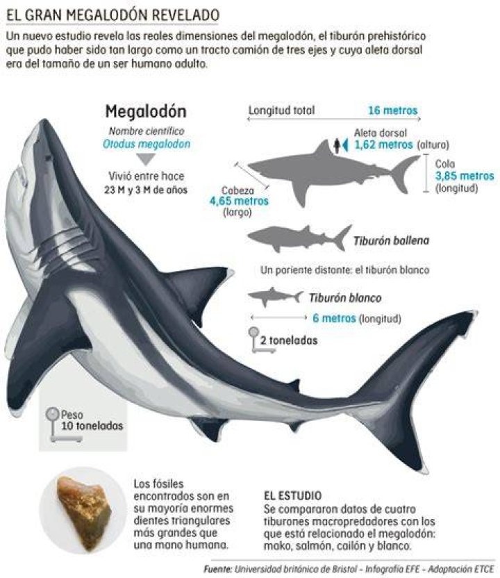 ¿Hay alguna prueba de megalodón? – Celebrity.fm