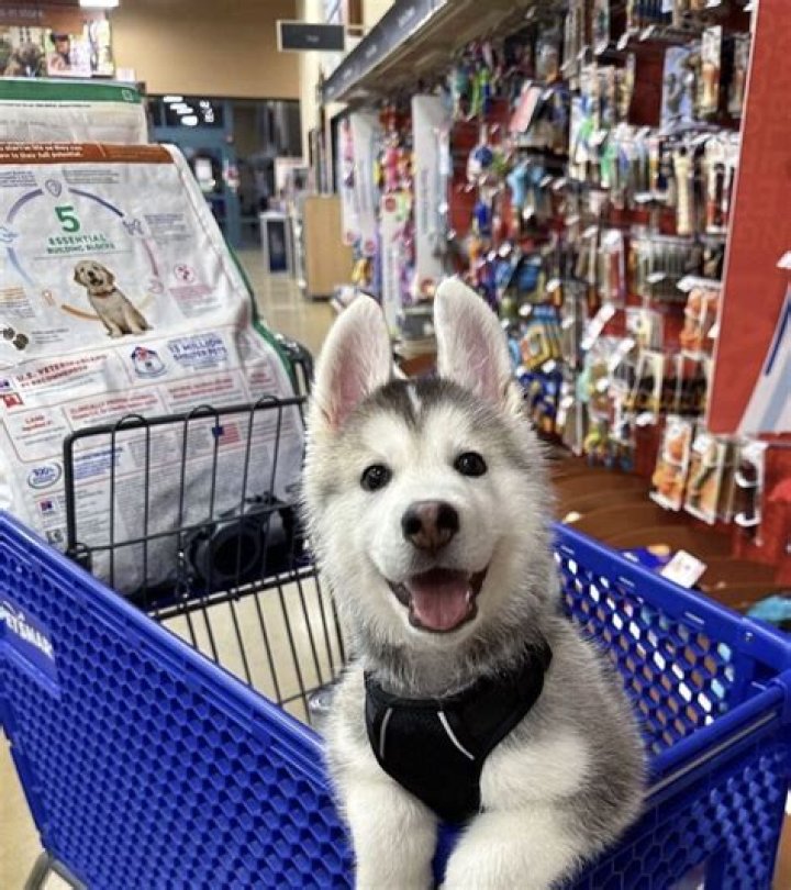 How hard is it to work at PetSmart?