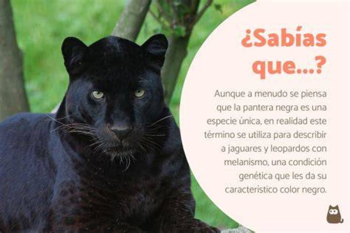 &iquest;C&oacute;mo se llama la pantera de El libro de la selva?