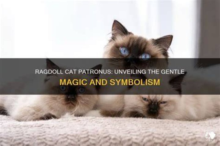 Is a Ragdoll cat a good patronus? – Celebrity.fm – #1 Official Stars, Business & People Network, Wiki, Success story, Biography & Quotes