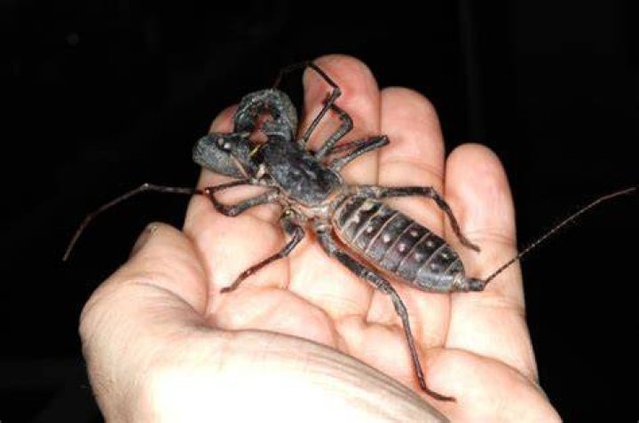 Is a vinegaroon a camel spider?