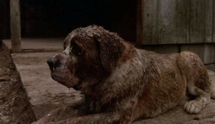 Is the dog that played Cujo still alive? – Celebrity.fm – #1 Official Stars, Business & People Network, Wiki, Success story, Biography & Quotes