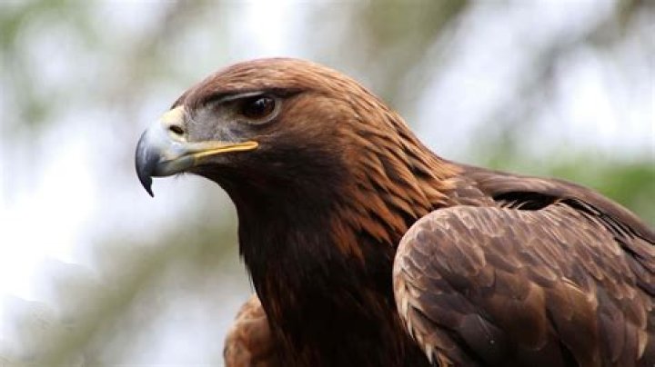 Is the golden eagle from Rescuers Down Under real?
