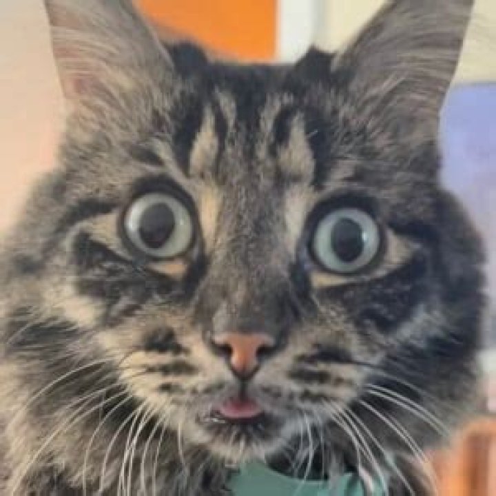 Ivar the Incredible Blind Cat