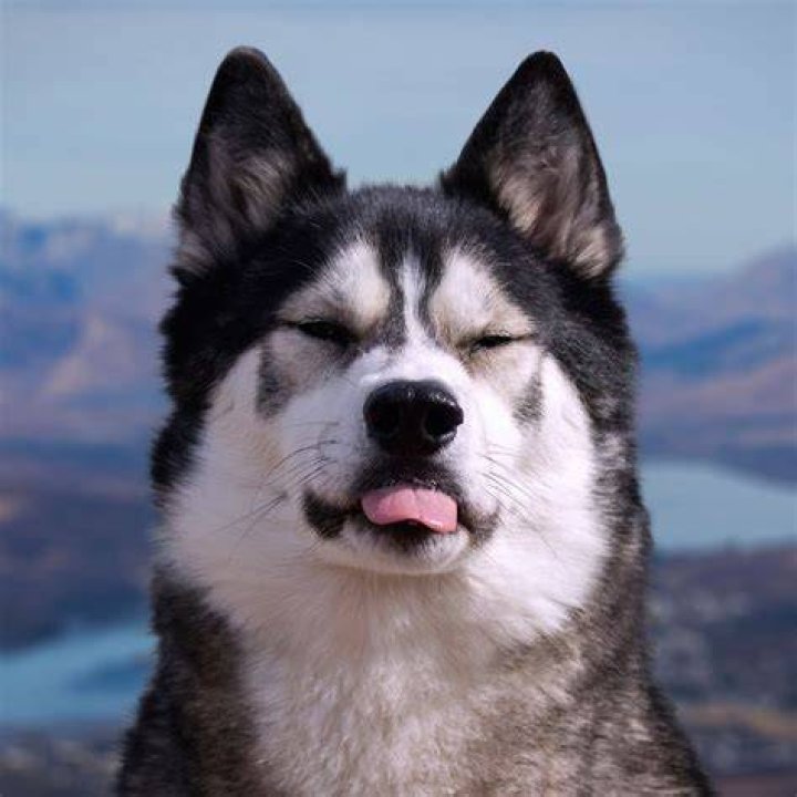 K'eyush the Stunt Dog (Dog) - Age, Birthday, Bio, Facts, Family, Net Worth, Height & More