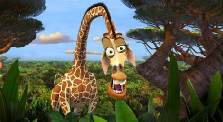 ¿Por qué Melman siempre está enfermo? – Celebrity.fm