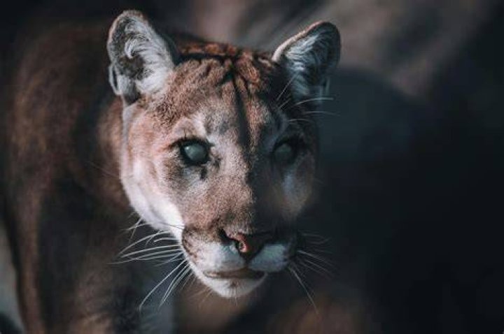 ¿Por qué ocurre el eco? – Celebrity.fm