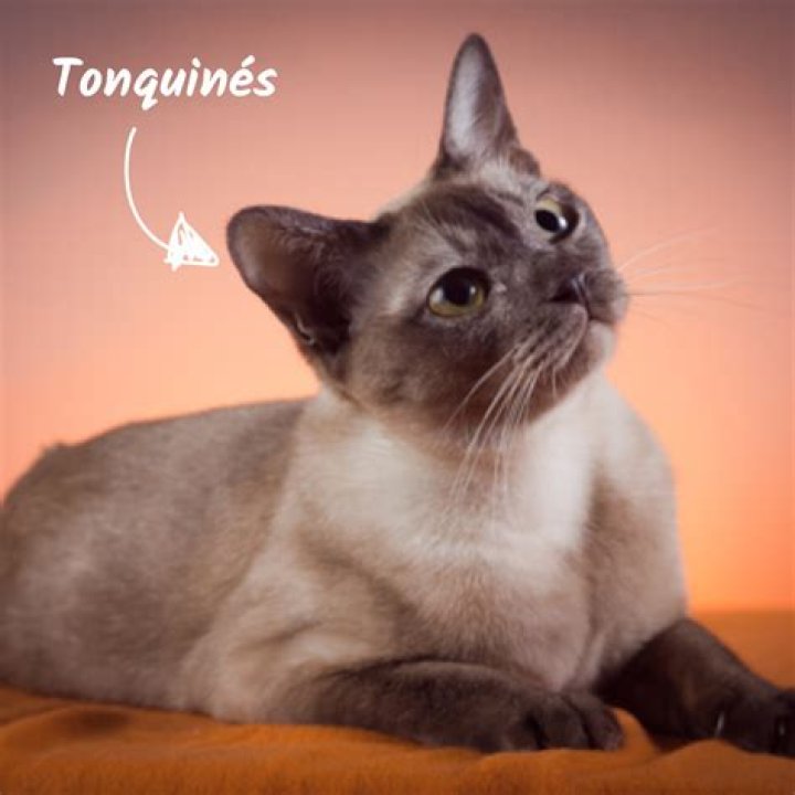 ¿Qué significa el patrón del gato tonquinés? – Celebrity.fm