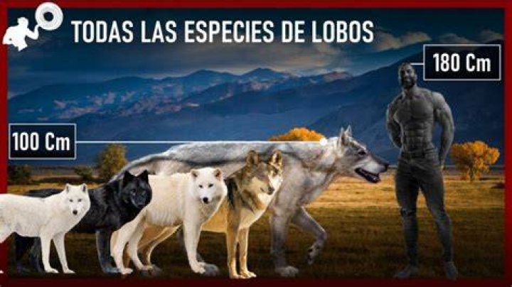 ¿Qué tan grande es un hombre lobo en comparación con un humano? – Celebrity.fm