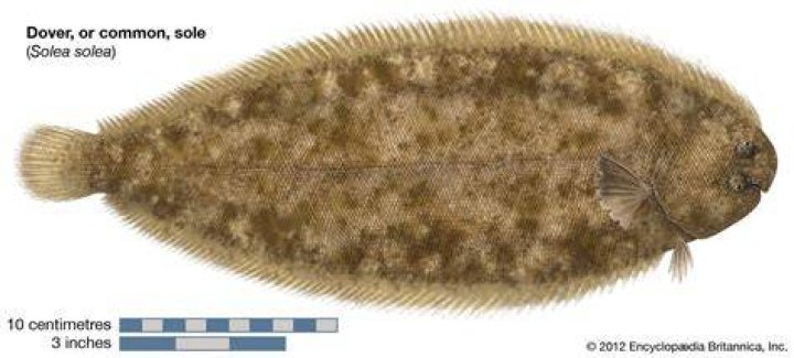 Sole