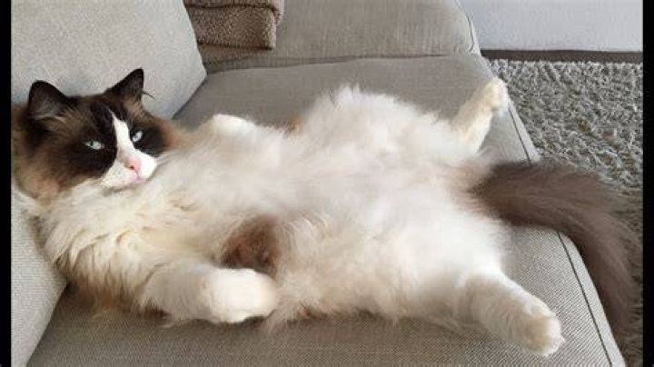 Timo the Ragdoll Cat