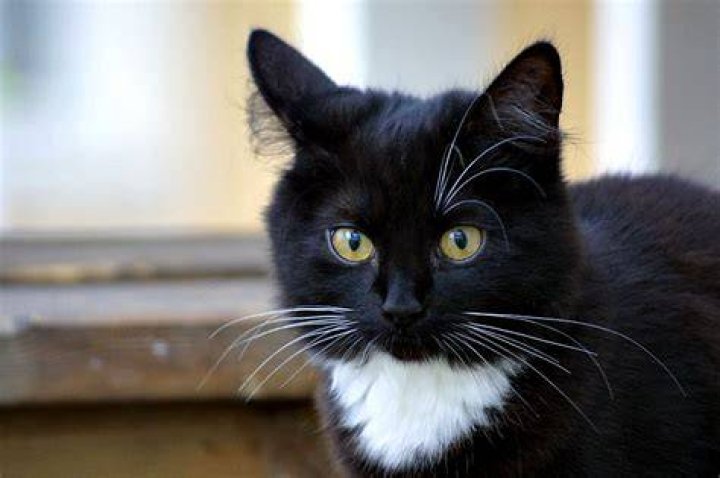 Vad heter Gargamels katt? – Celebrity.fm