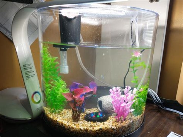What can I put in my Sea Monkey tank? – Celebrity.fm – #1 Official Stars, Business & People Network, Wiki, Success story, Biography & Quotes