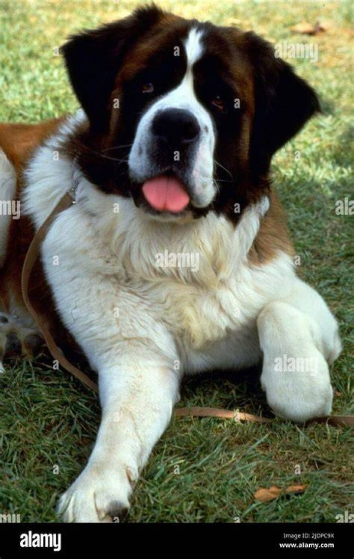 What kind of breed is Beethoven dog? – Celebrity.fm – #1 Official Stars, Business & People Network, Wiki, Success story, Biography & Quotes