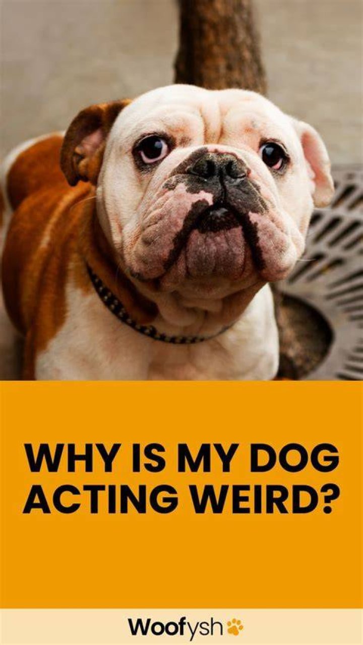 Why is my dog acting strange after grooming?