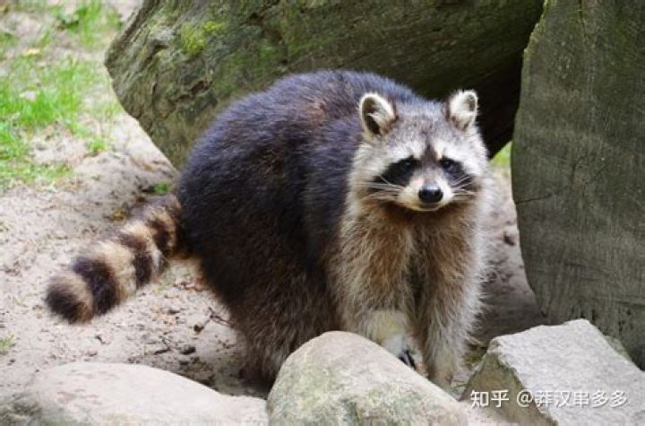 浣熊讨厌什么？